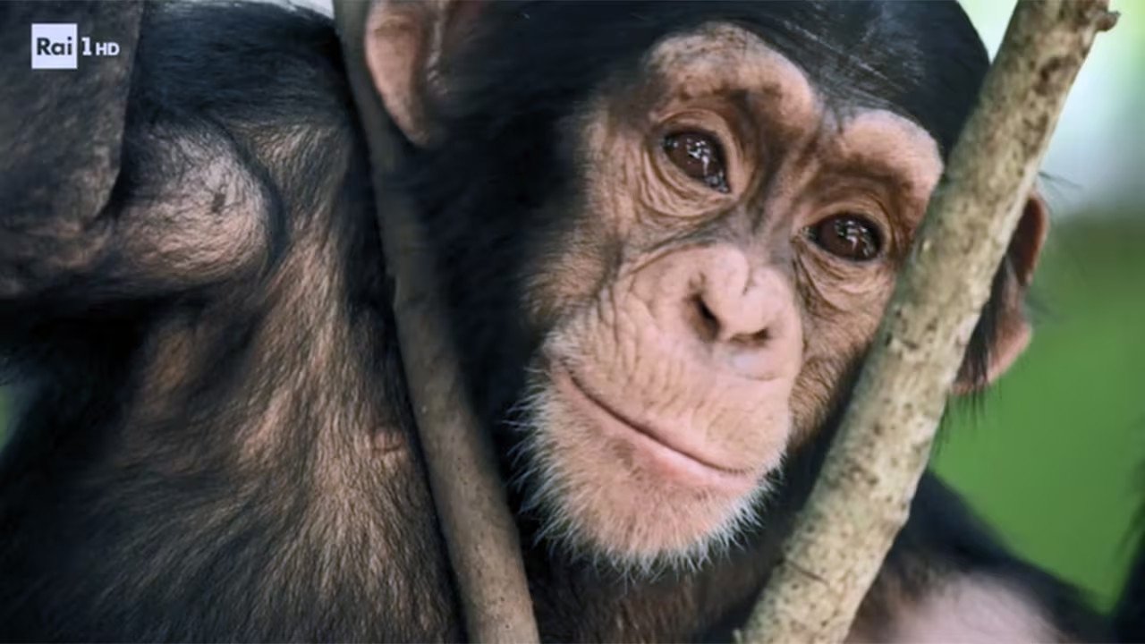 Archaeological Museum of Naples, the Bueno Fonteno caves, the stamped steak