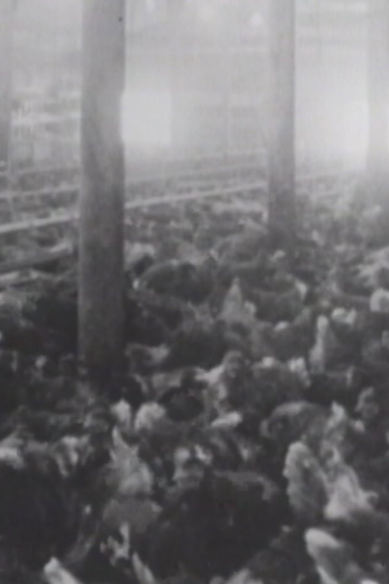 Rhode Island Red filmaffisch