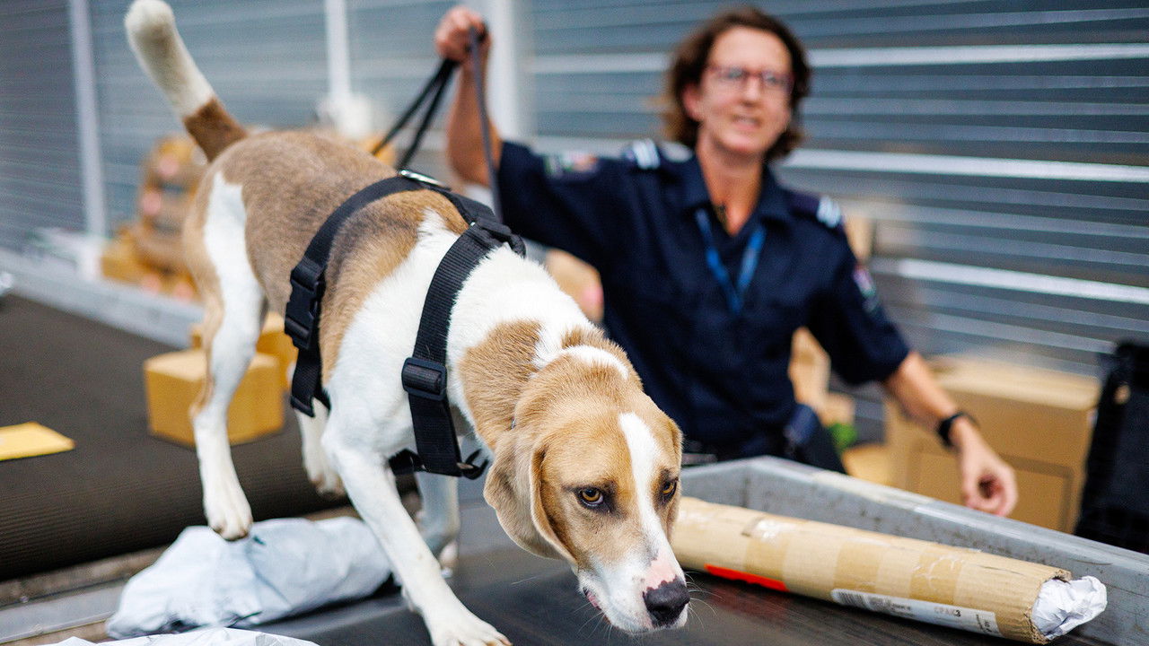 Dog Squad — Épisode 2