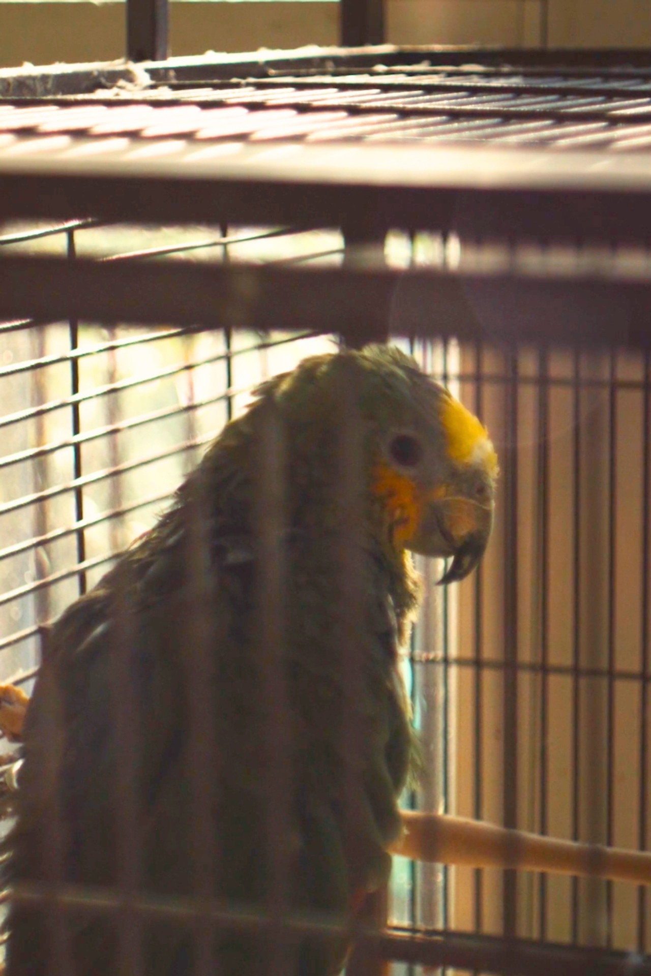 Charlie The Parrot