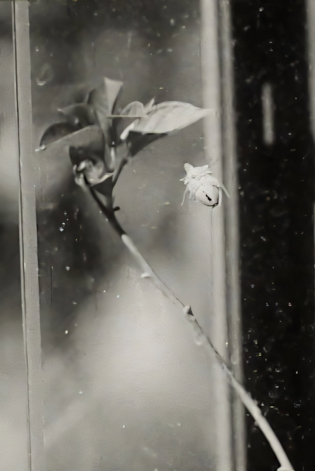 Glasshouse filmaffisch