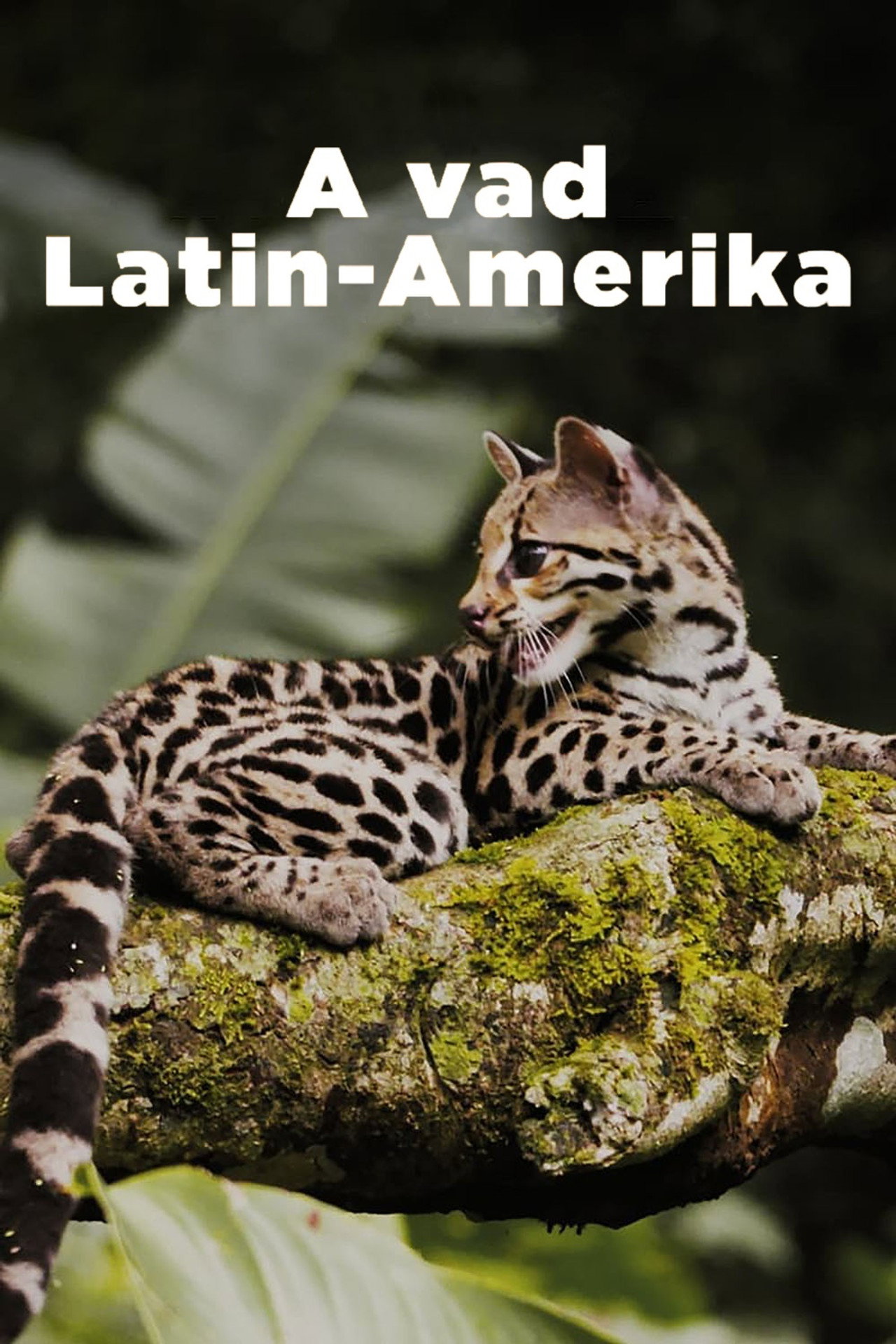 A vad Latin-Amerika – plakát 5
