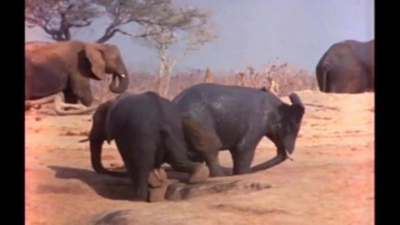 Mutual of Omaha's Wild Kingdom — Épisode 11