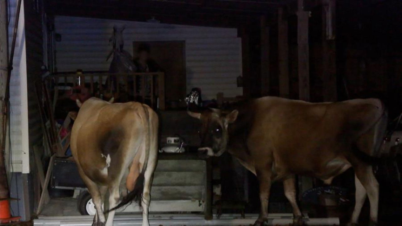 On Patrol: Live — Épisode 3