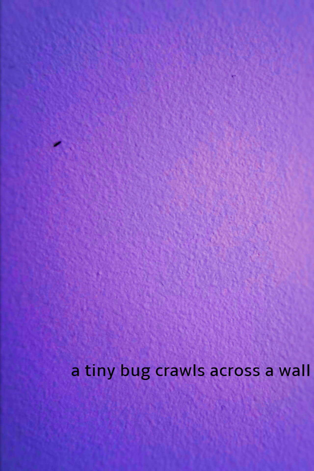 a tiny bug crawls across a wall