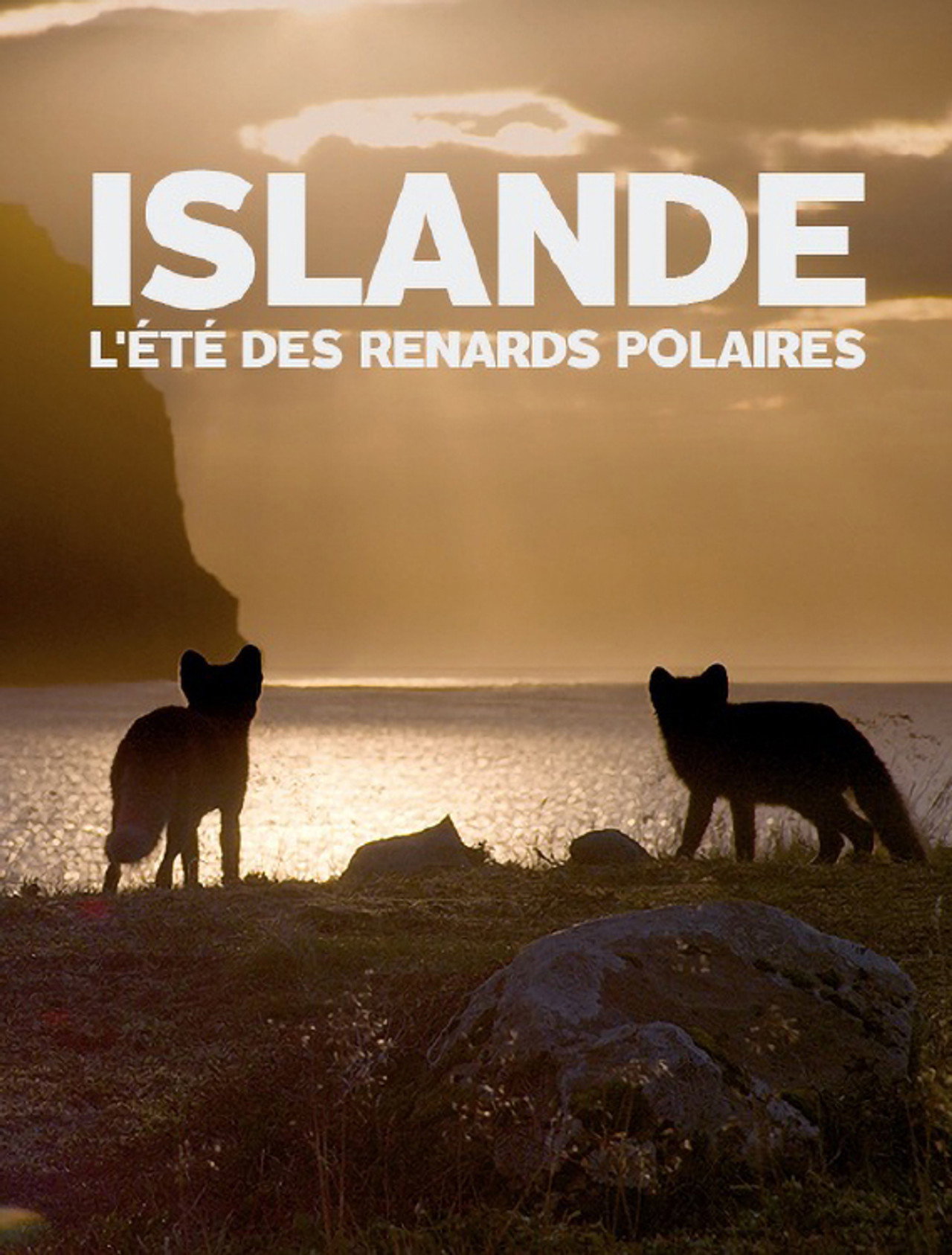 Islande, l’été Des Renards Polaires filmaffisch