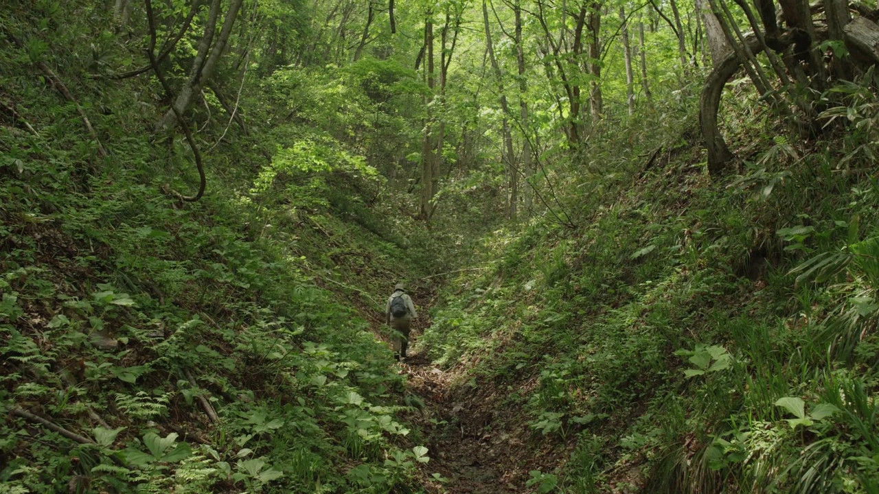 Little Forest: Winter/Spring backdrop