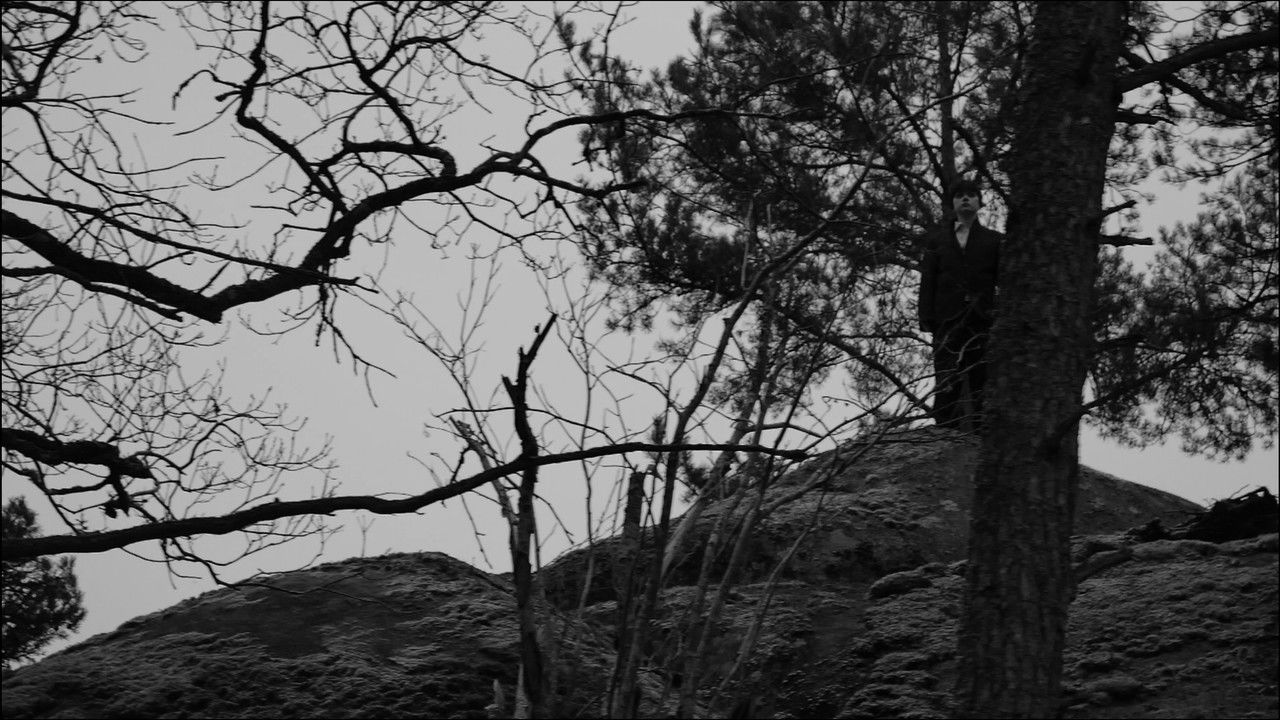 Time of Flowers backdrop