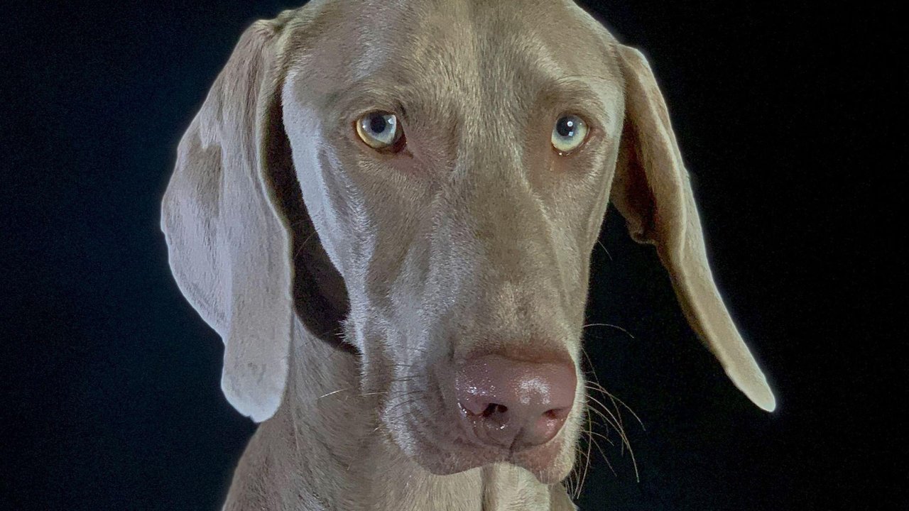 How dogs conquered the world