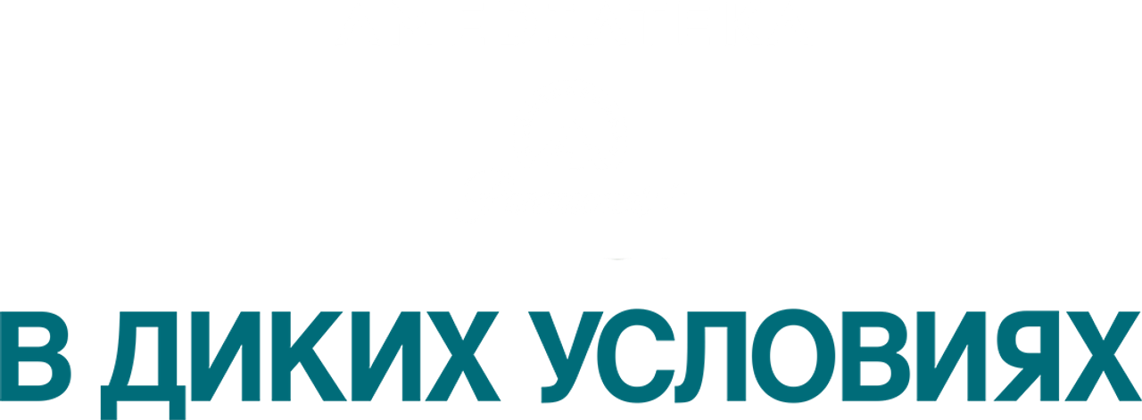 В диких условиях