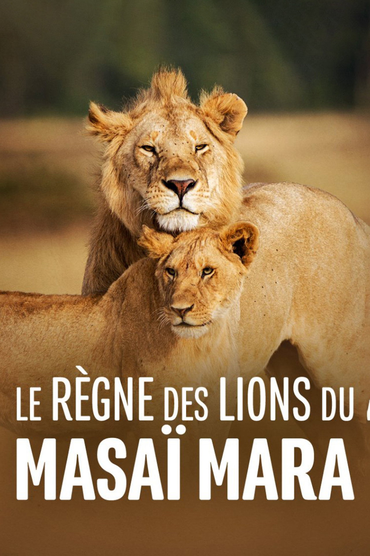 Le règne des lions du Masaï Mara