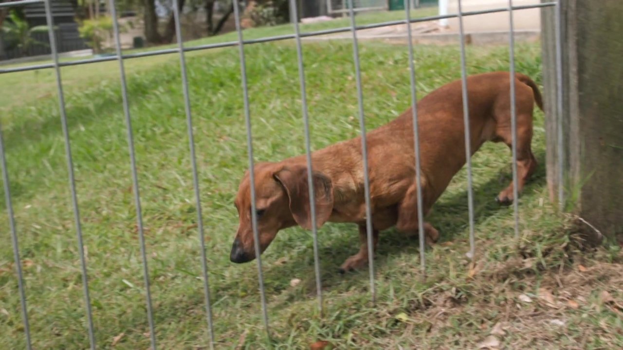 Aussie Snake Wranglers - Season 1 Episode 10 : Snake Invasion