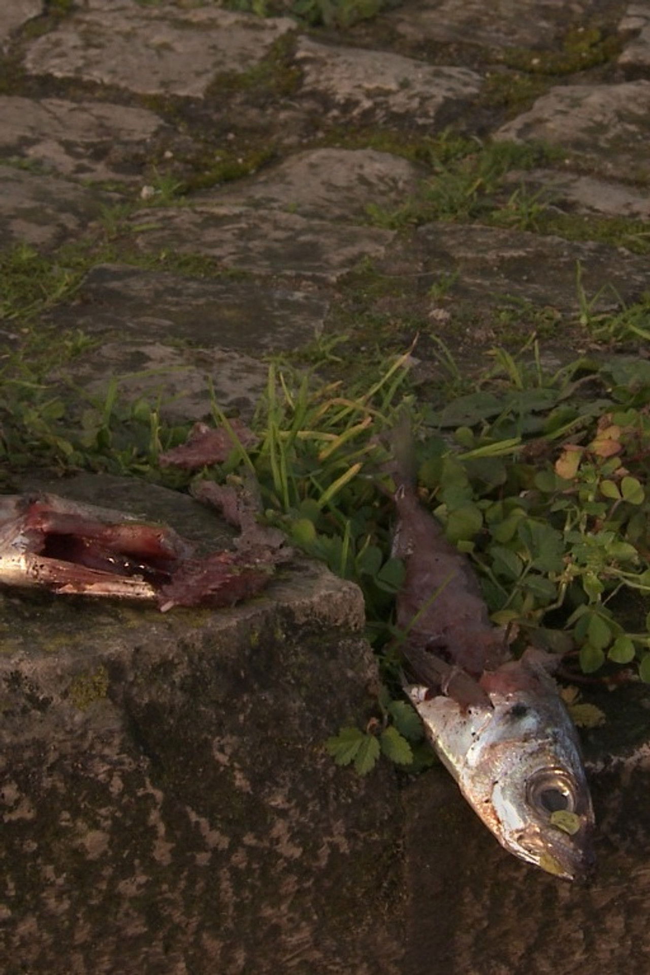 There's a Cat Here Backdrop