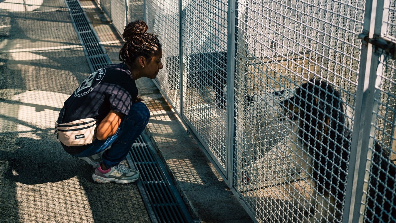 Trailer di Il Canile Possibile Immagine di copertina del trailer di Il Canile Possibile