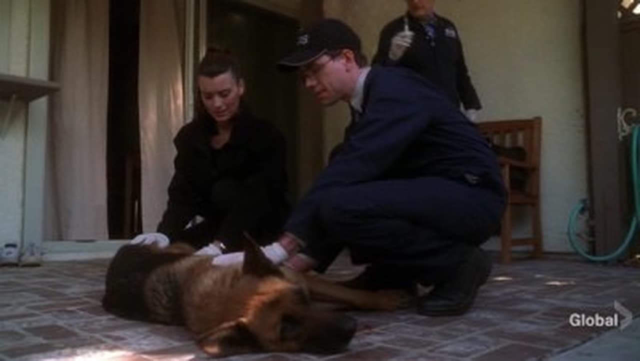 NCIS - Season 5 Episode 13 : Dog Tags