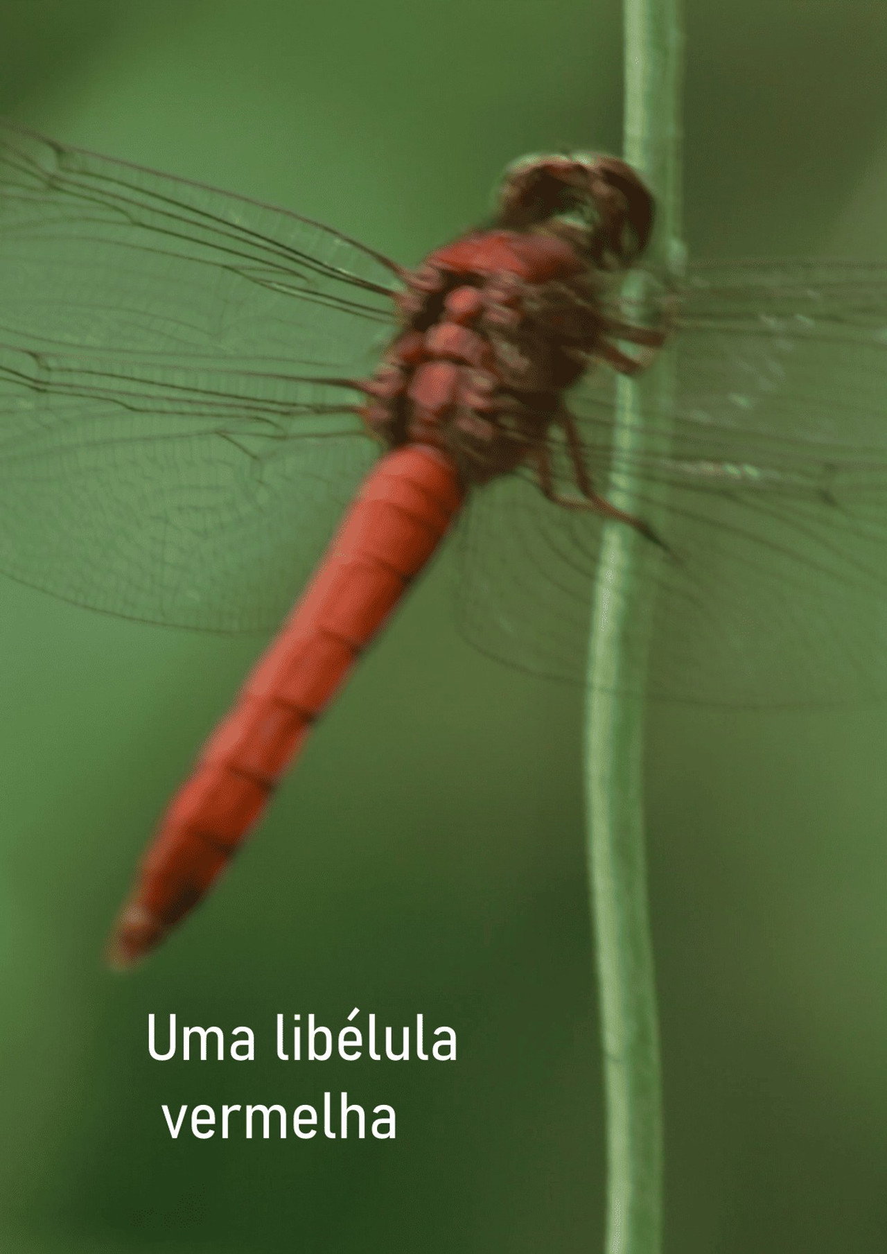 Uma libélula vermelha filmaffisch