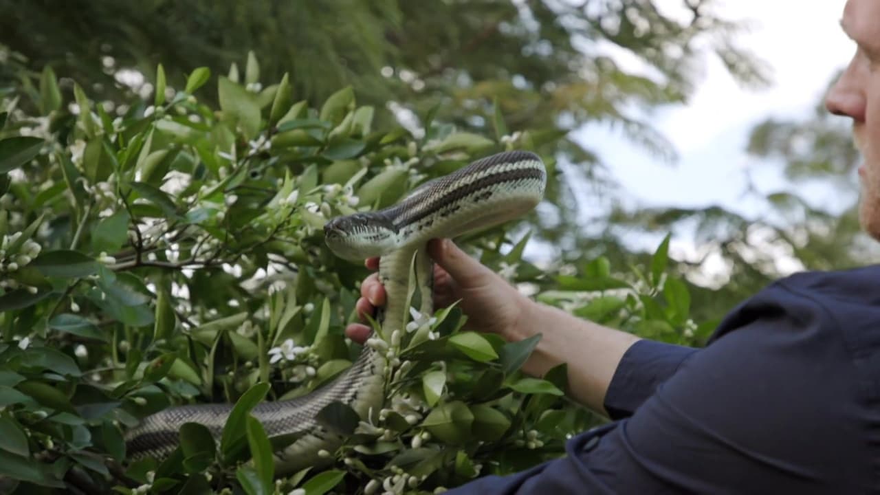 Aussie Snake Wranglers - Season 1 Episode 2 : Triple Threat