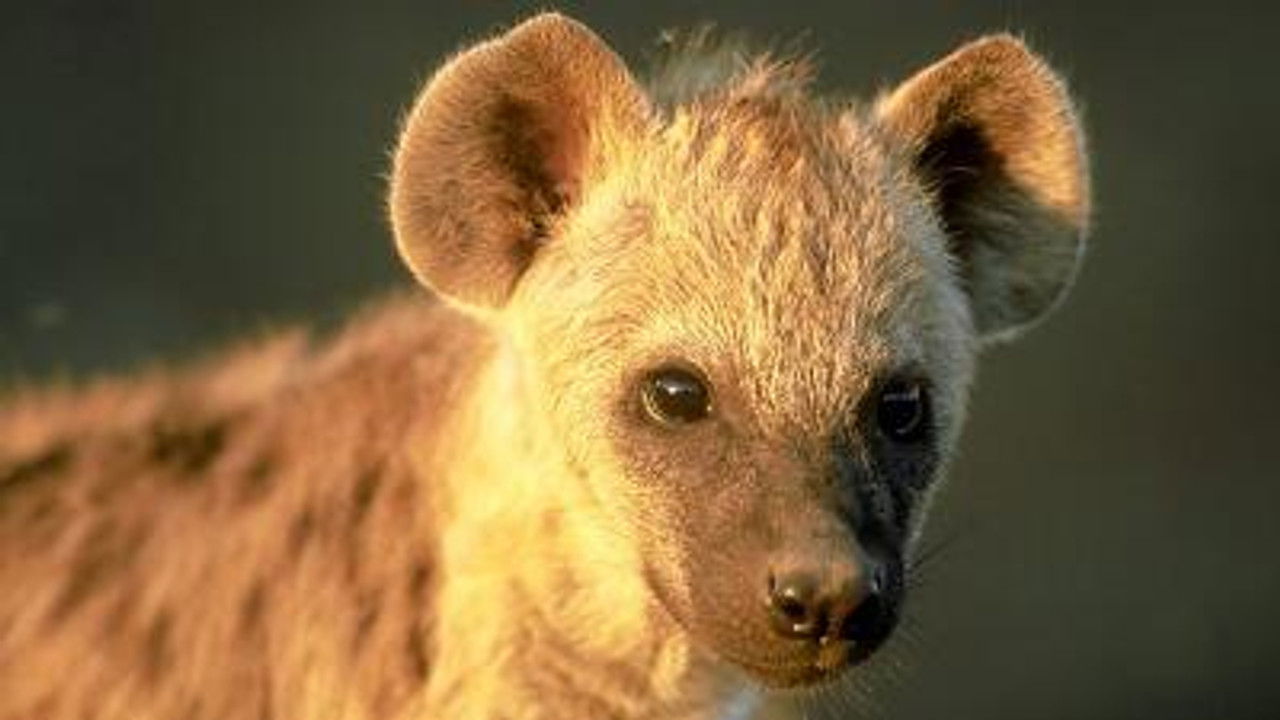 All About Animals — Épisode 20