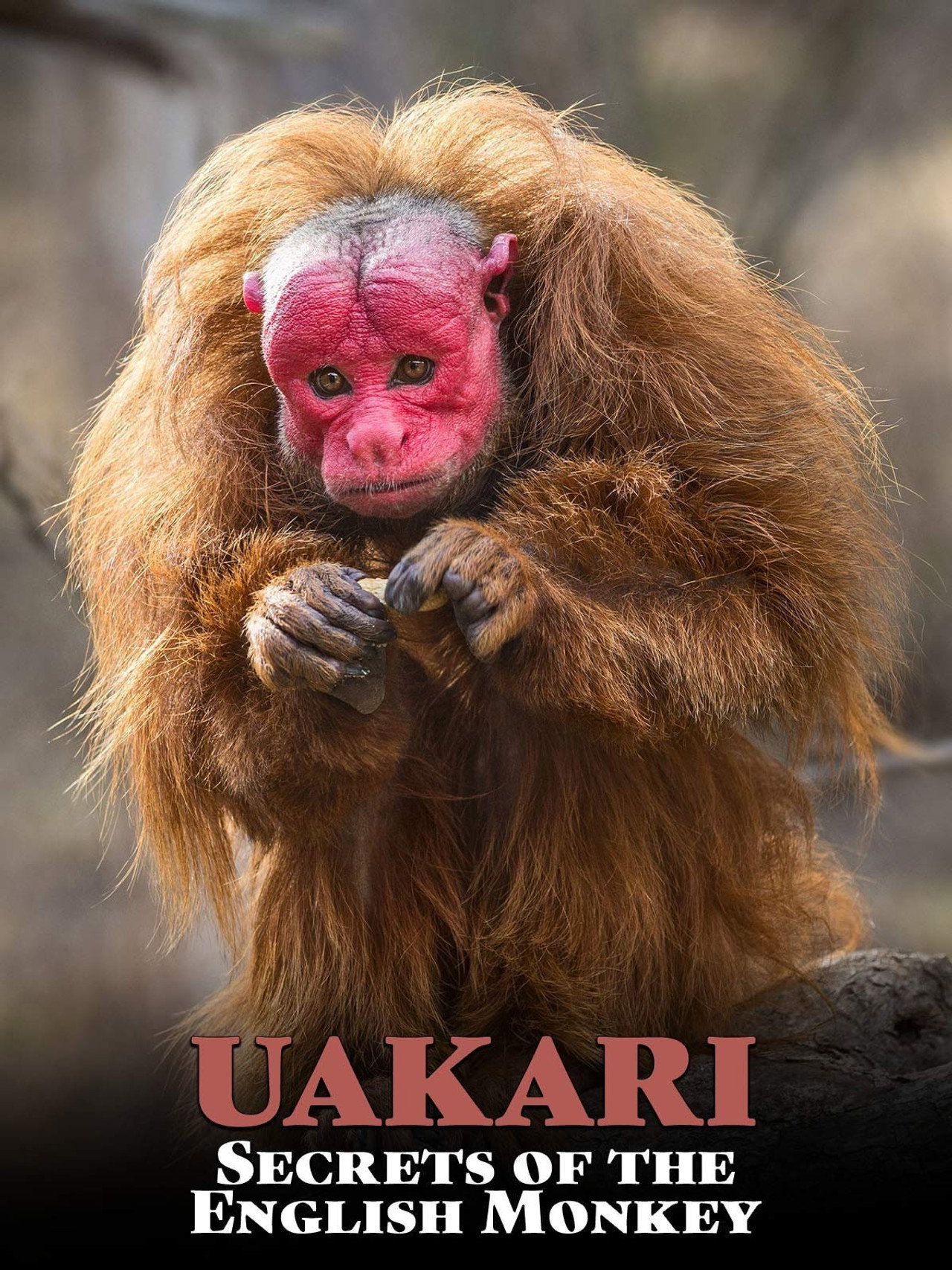 Uakari: Secrets of the English Monkey filmaffisch