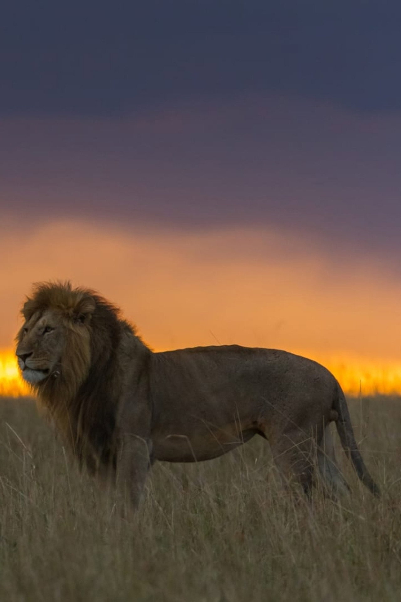 Africa's Hunters of the Night filmaffisch