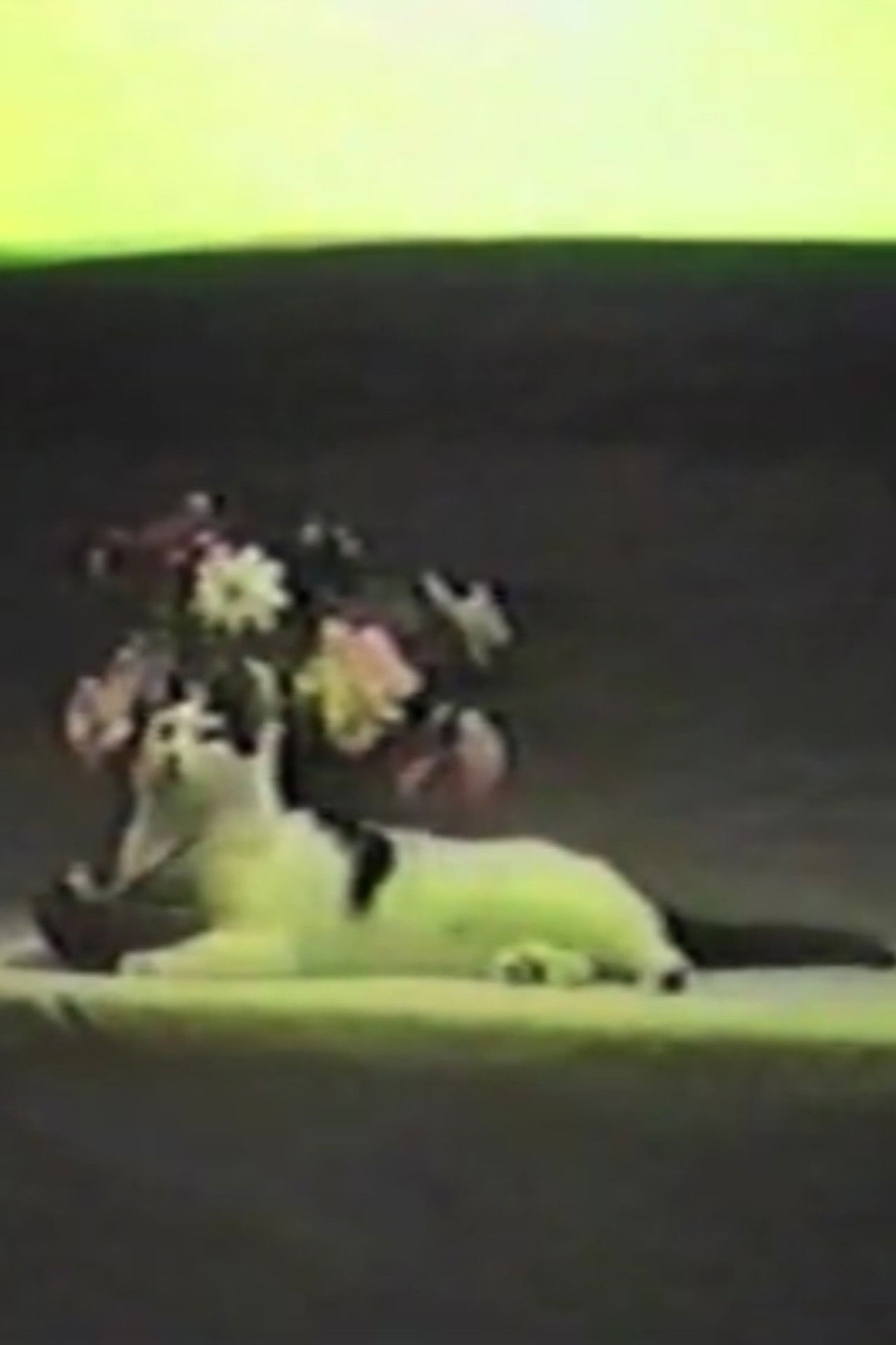 Whispering Pines Zero Backdrop