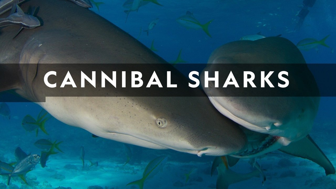 Cannibal Sharks background