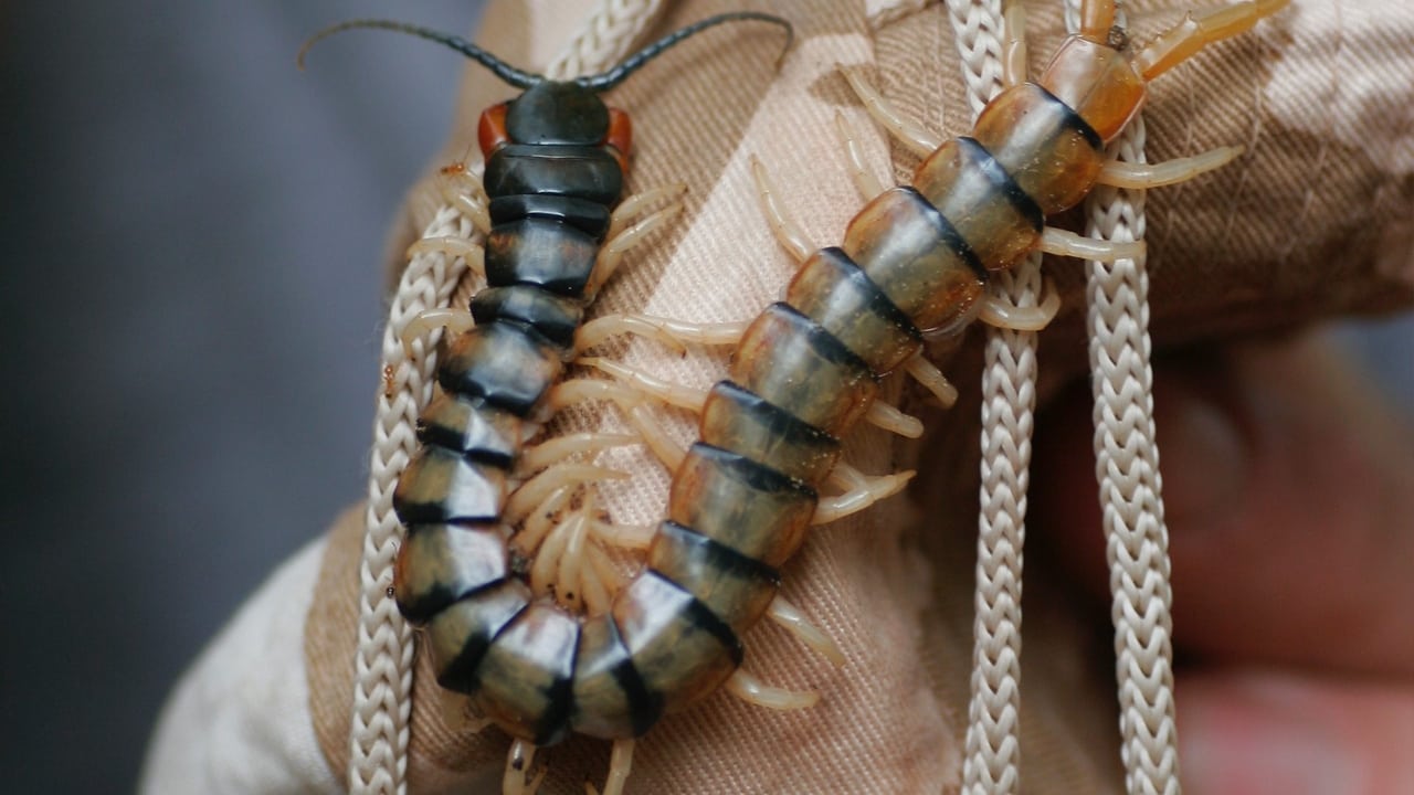 Deadly 60 — Épisode 25