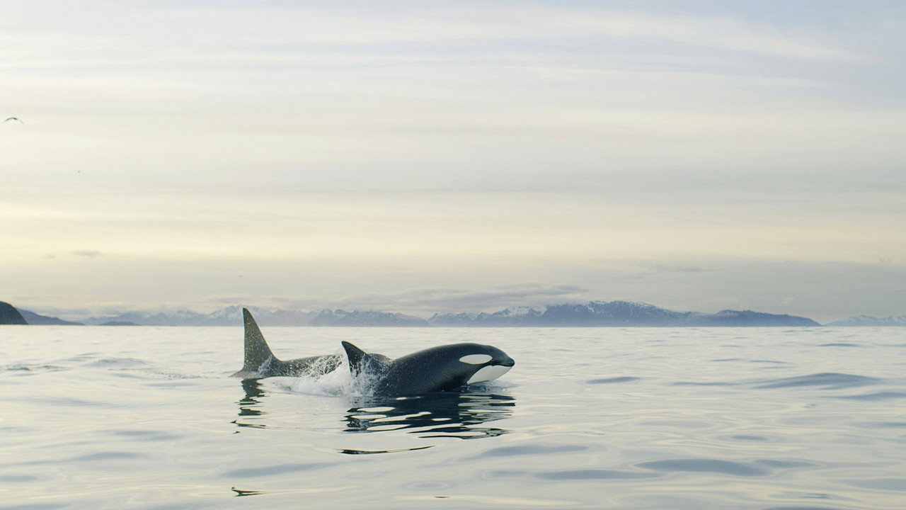 Echoes in the Arctic