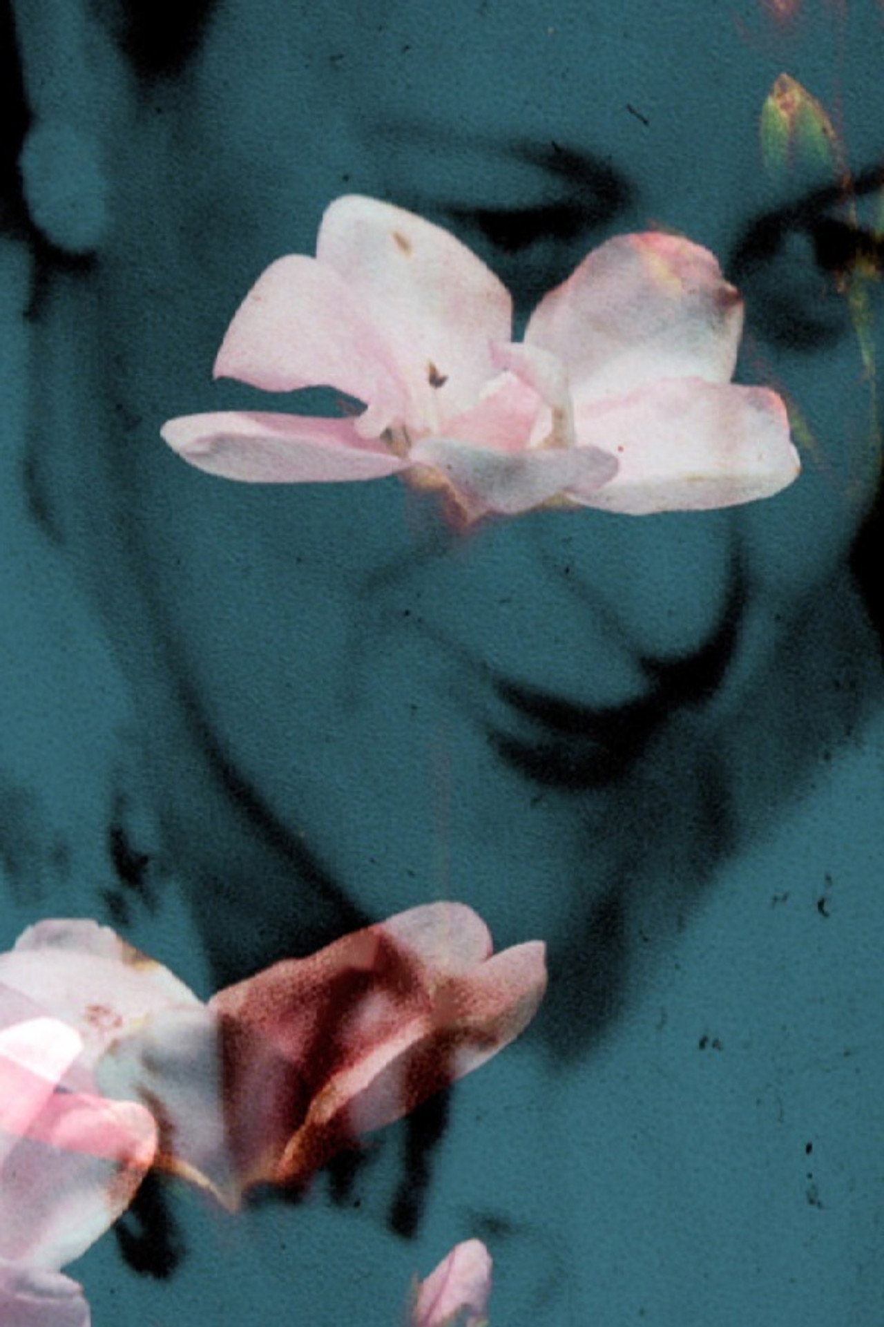 Flowers of the Sky filmaffisch