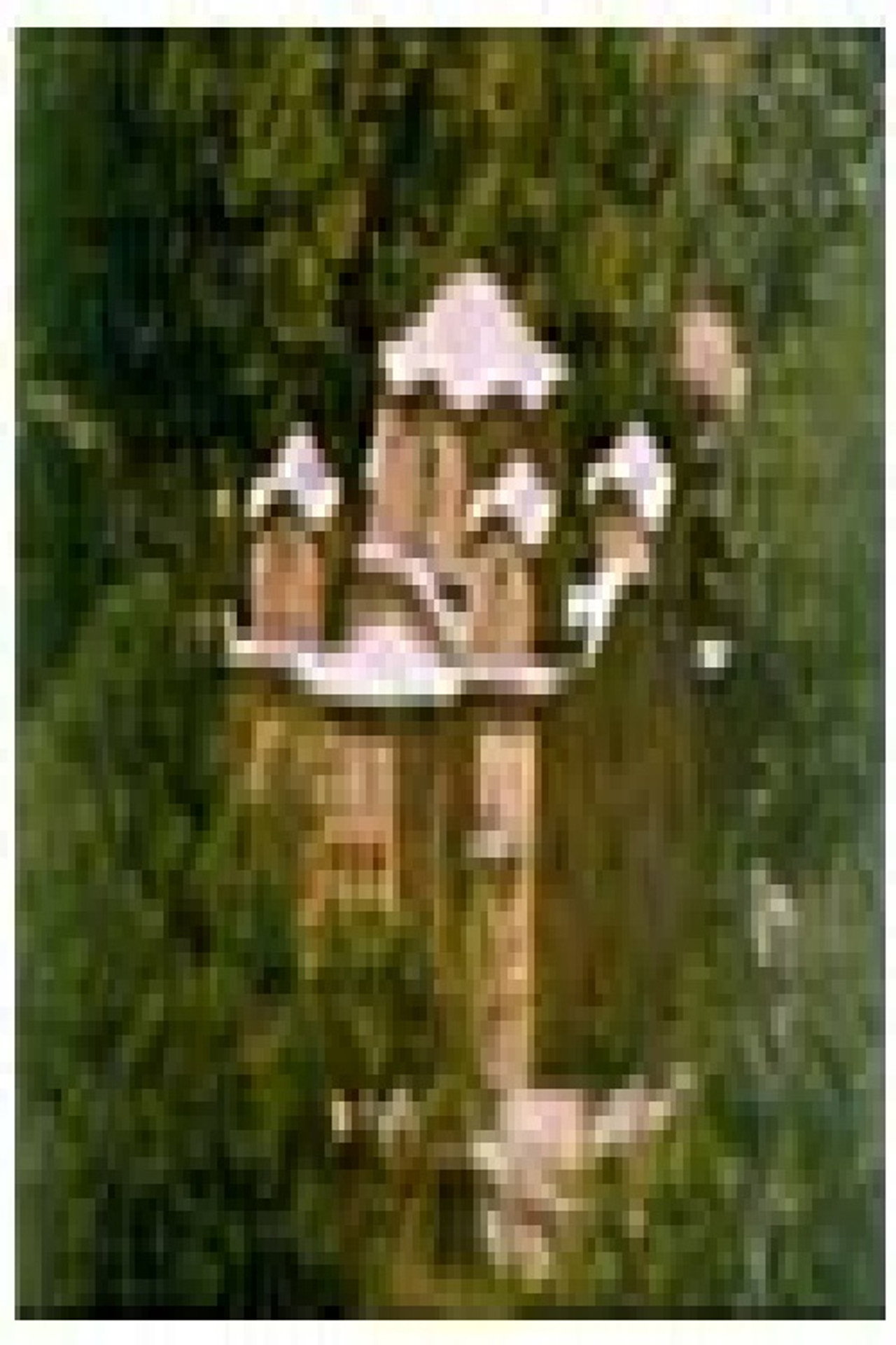 Nerezi