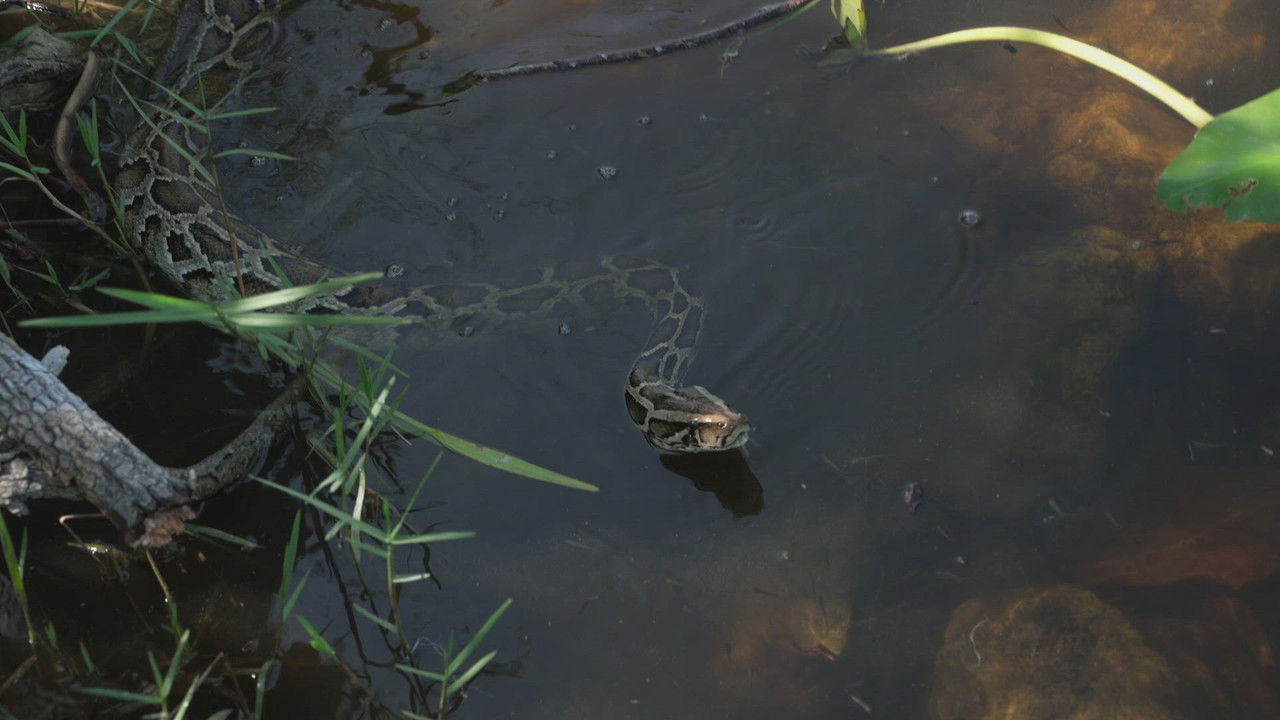 Swamp People: Serpent Invasion — Épisode 10