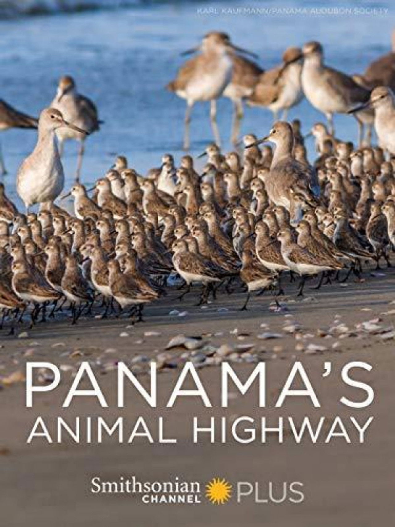 Panama's Animal Highway poster
