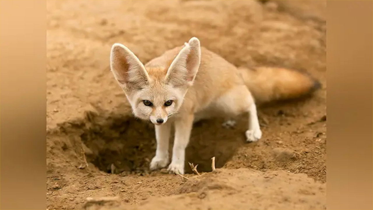 Just Animals — Épisode 7