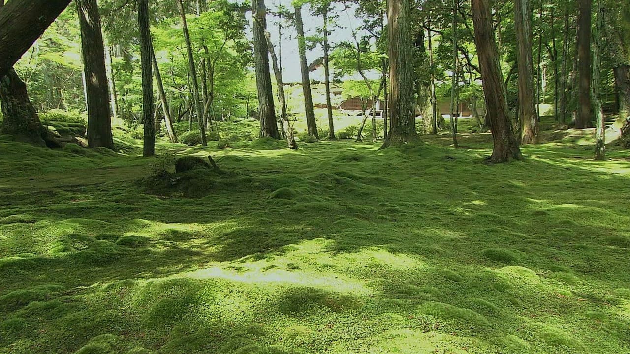 Core Kyoto - Season 9 Episode 10 : The World of Moss: Soothing Beauty, Subtle yet Refined