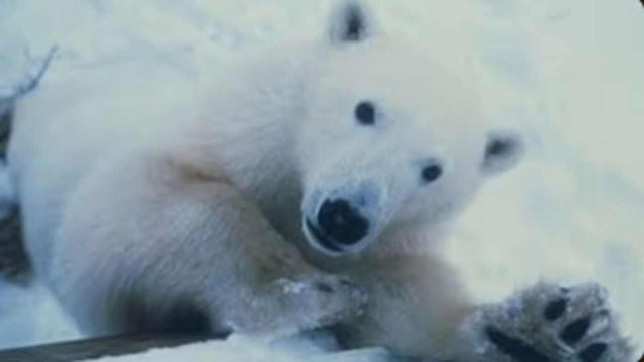 Nature - Season 19 Episode 6 : Polar Bear Invasion