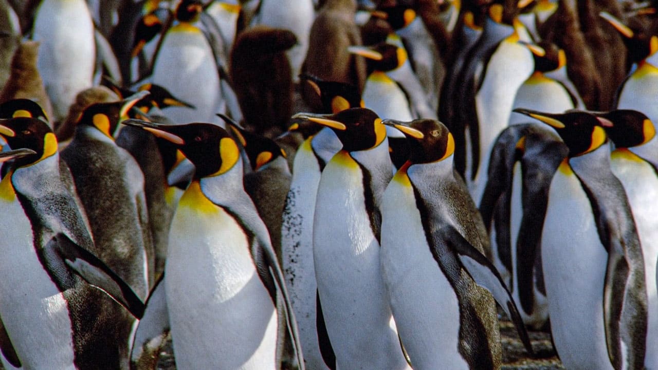 Scen från Der Kongress der Pinguine