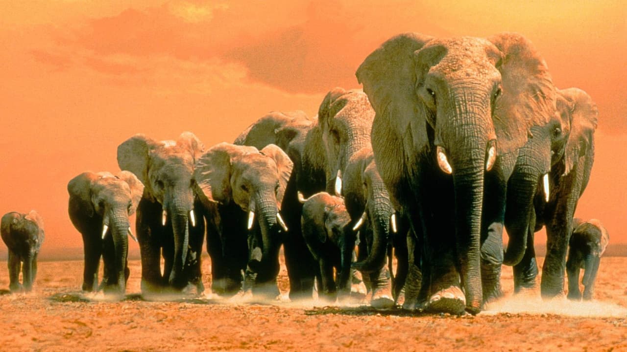 Scen från Afrikas elefanter
