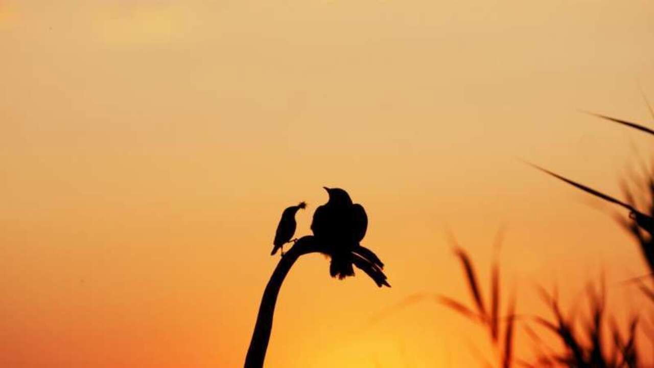 Immagine di copertina del trailer di Vogelperspektiven