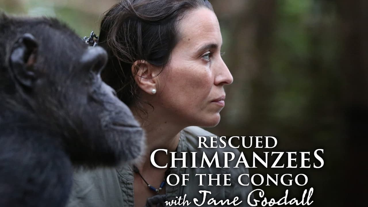 Rescued Chimpanzees of the Congo with Jane Goodall background