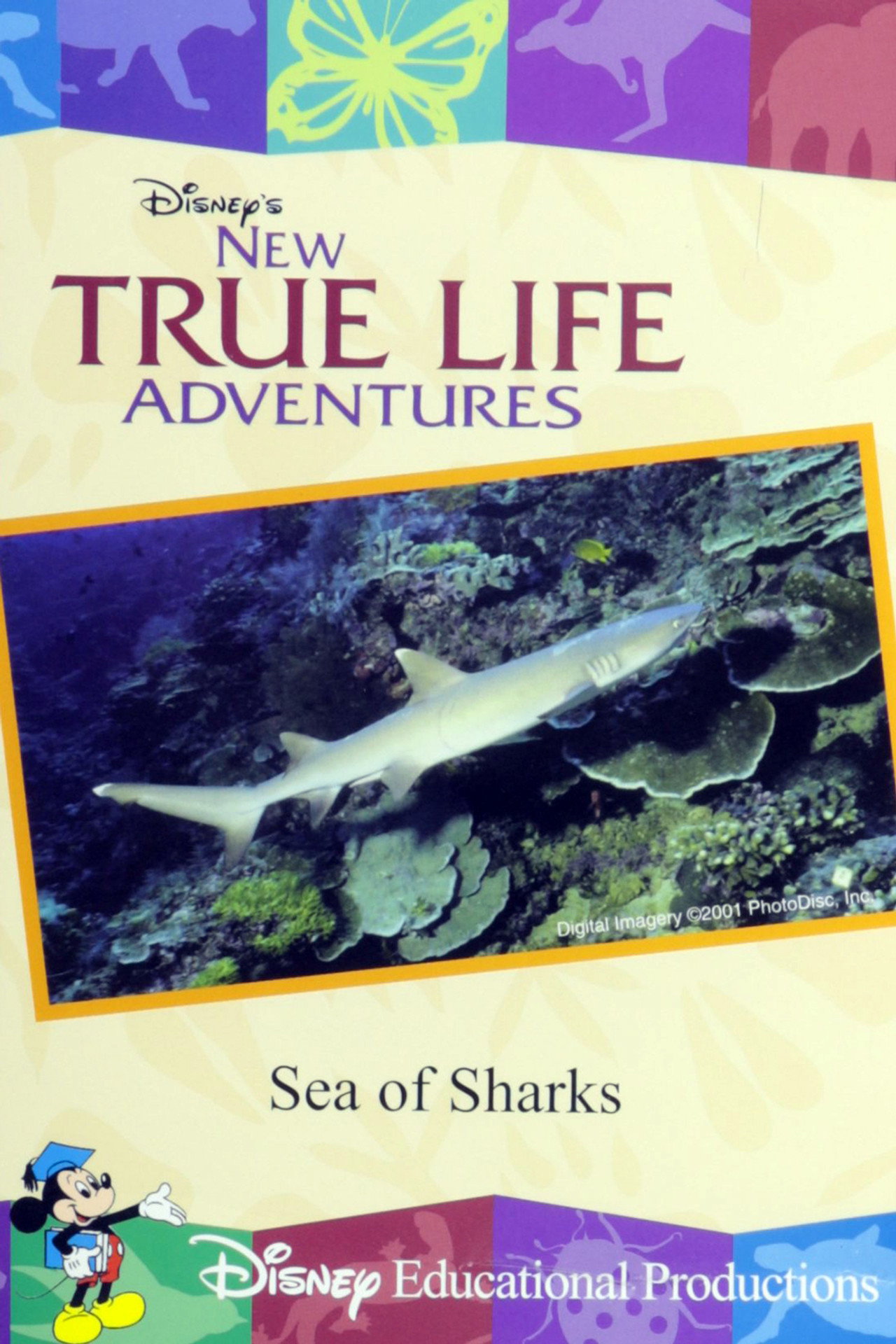 Sea of Sharks Backdrop