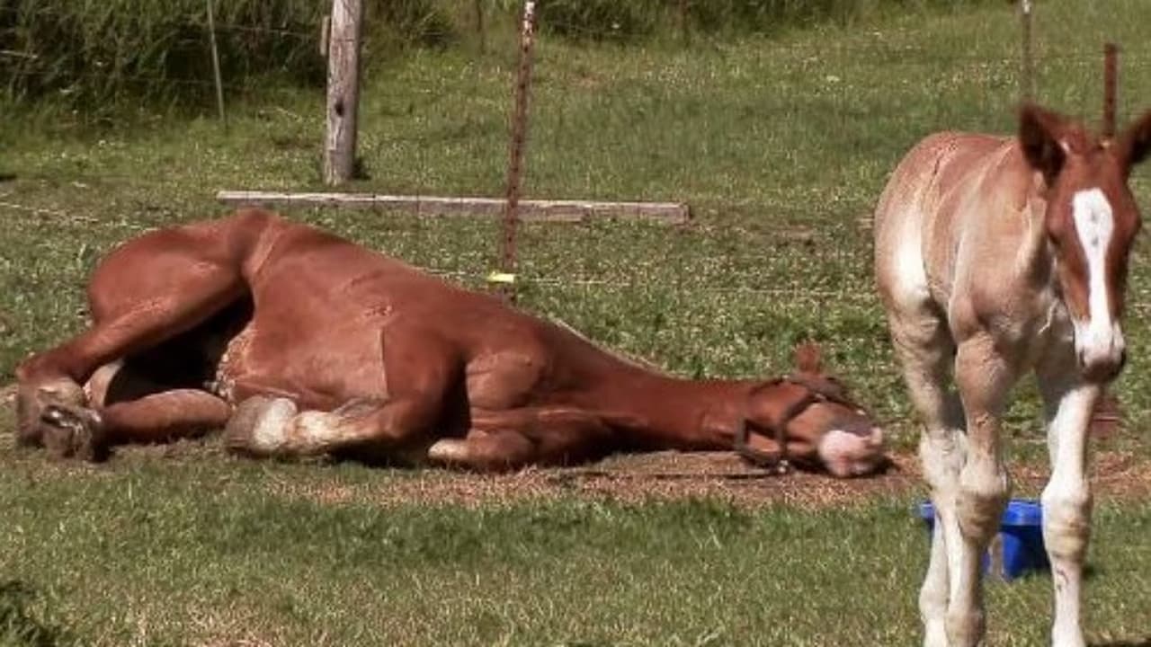 The Incredible Dr. Pol - Season 20 Episode 10 : The Beagle Has Landed