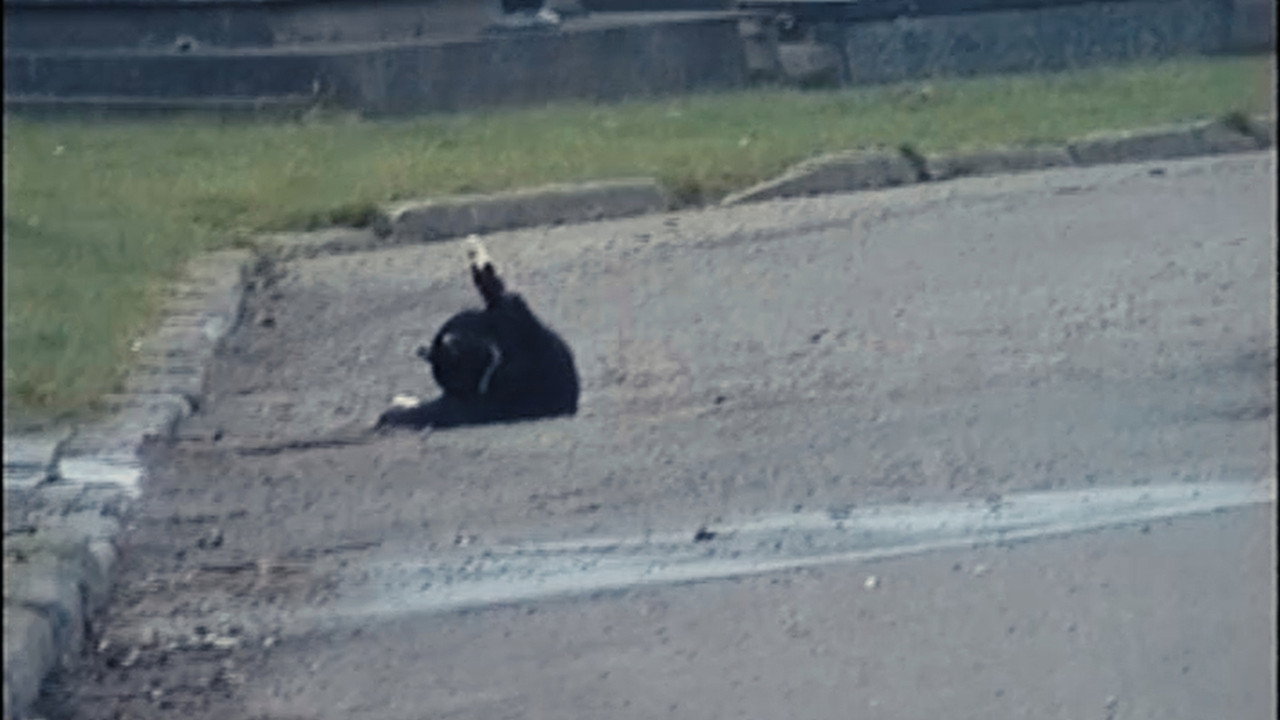 All Cats Are Bastards still 2