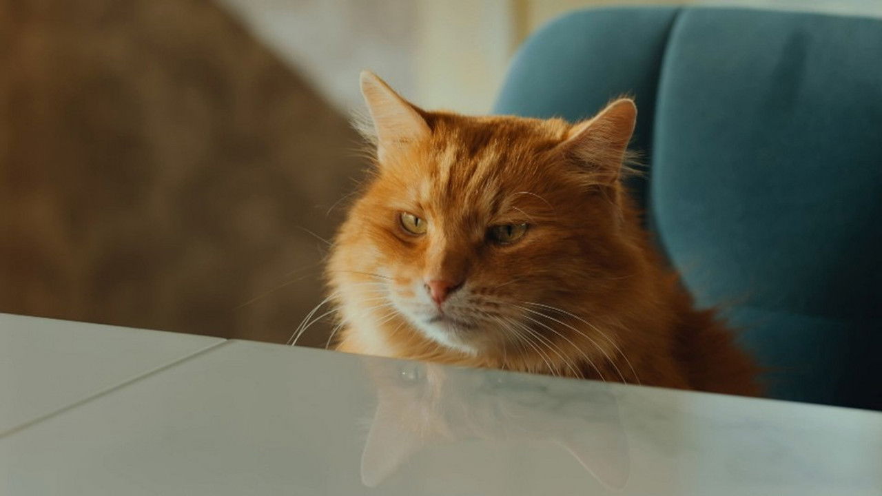 Котострофа — Épisode 8