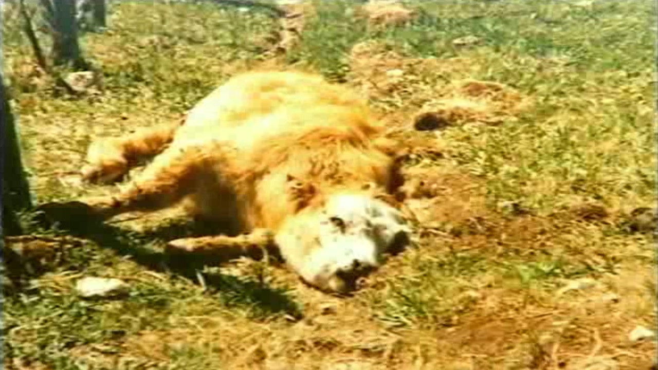 Dossiers OVNI Secrets - Réalités — Mutilations animales : Traces d’aliens ?