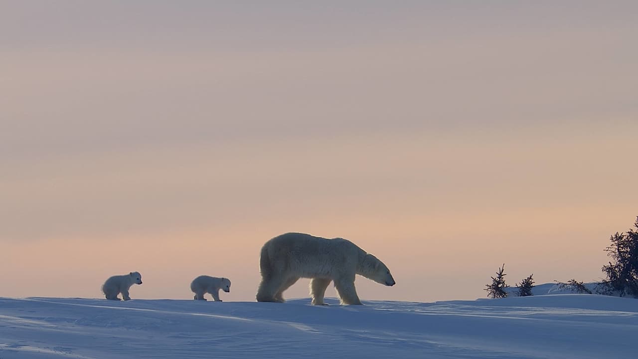 The Nature of Things - Season 60 Episode 12 : Kingdom of the Polar Bears: Episode 1