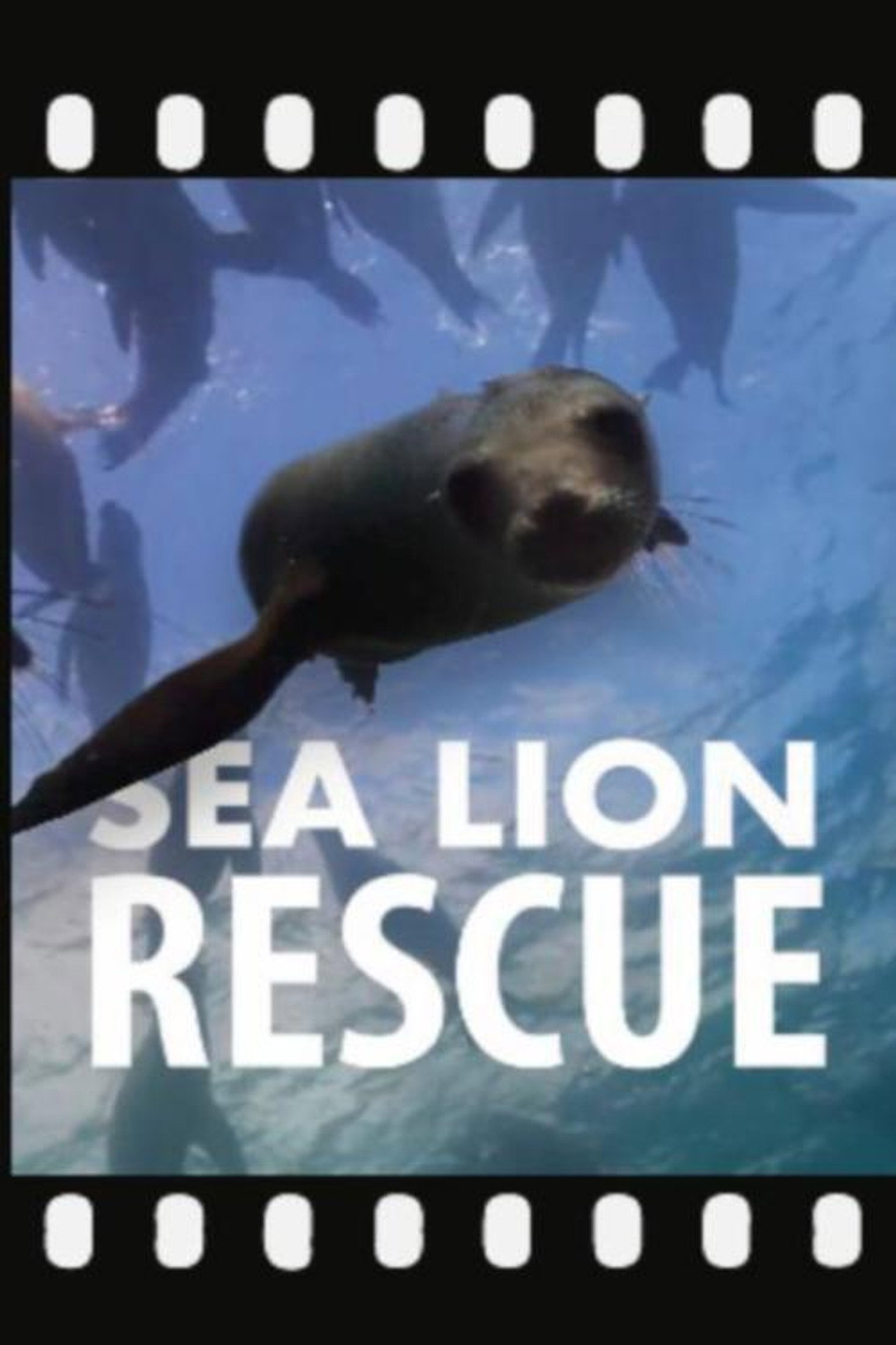 Sea Lion Rescue filmaffisch