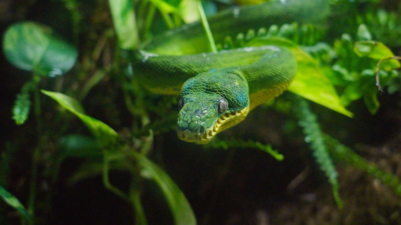 Dyrepasserne — Épisode 6