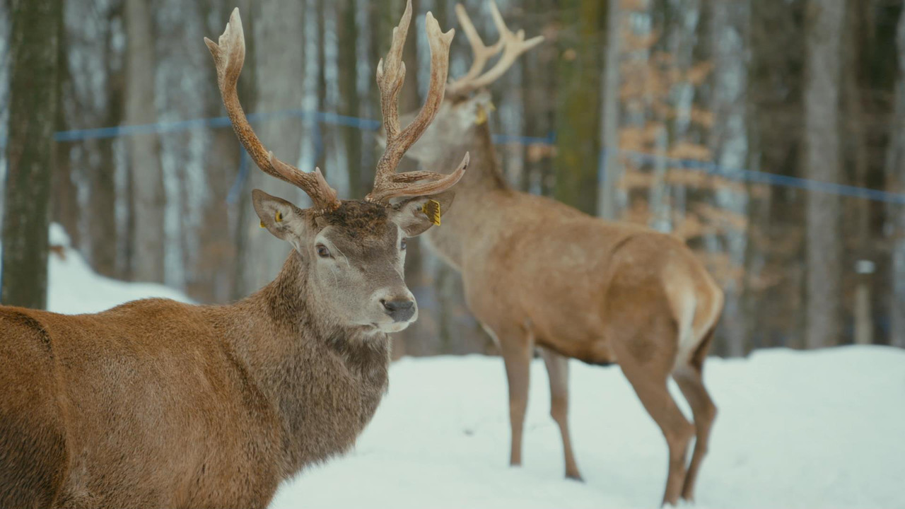 Un chef à la cabane — Épisode 10