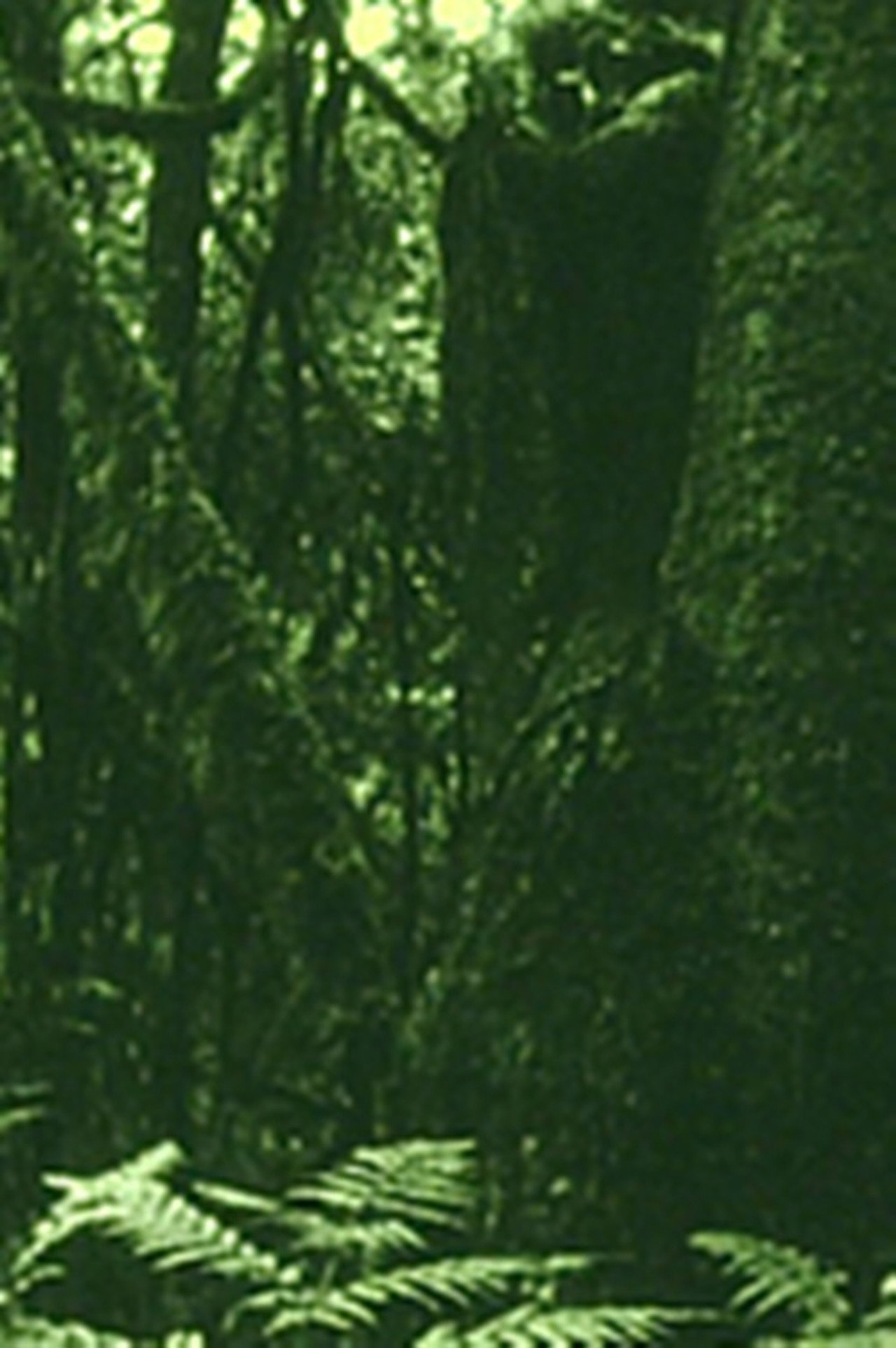 Os Olhos na Mata e o Gosto na Água filmaffisch