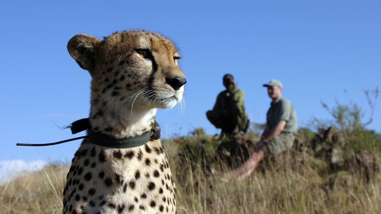 Nature - Season 26 Episode 3 : The Cheetah Orphans